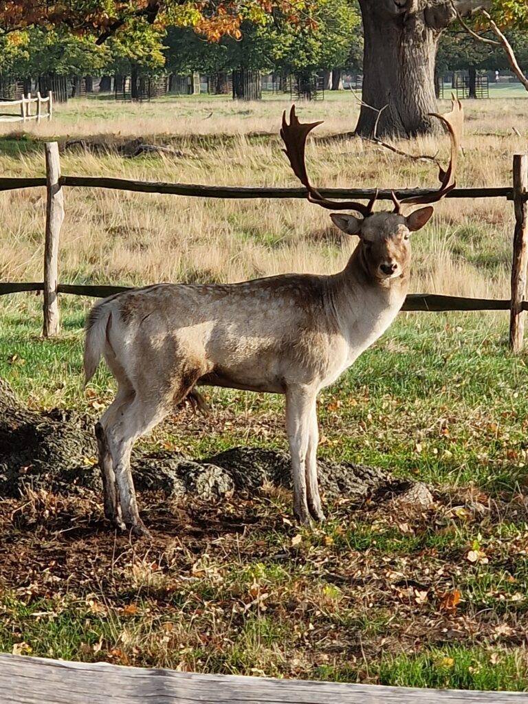 WEBSITE RICHMOND PARK PHOTOS 1